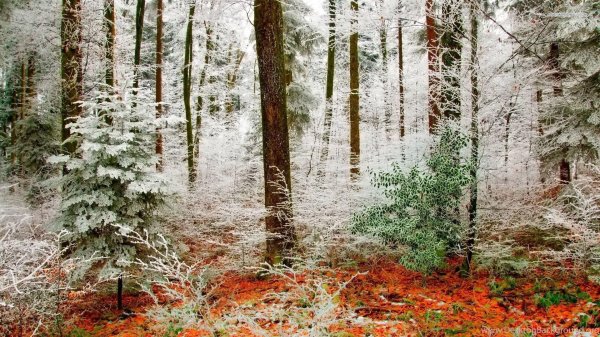 Поздняя осень