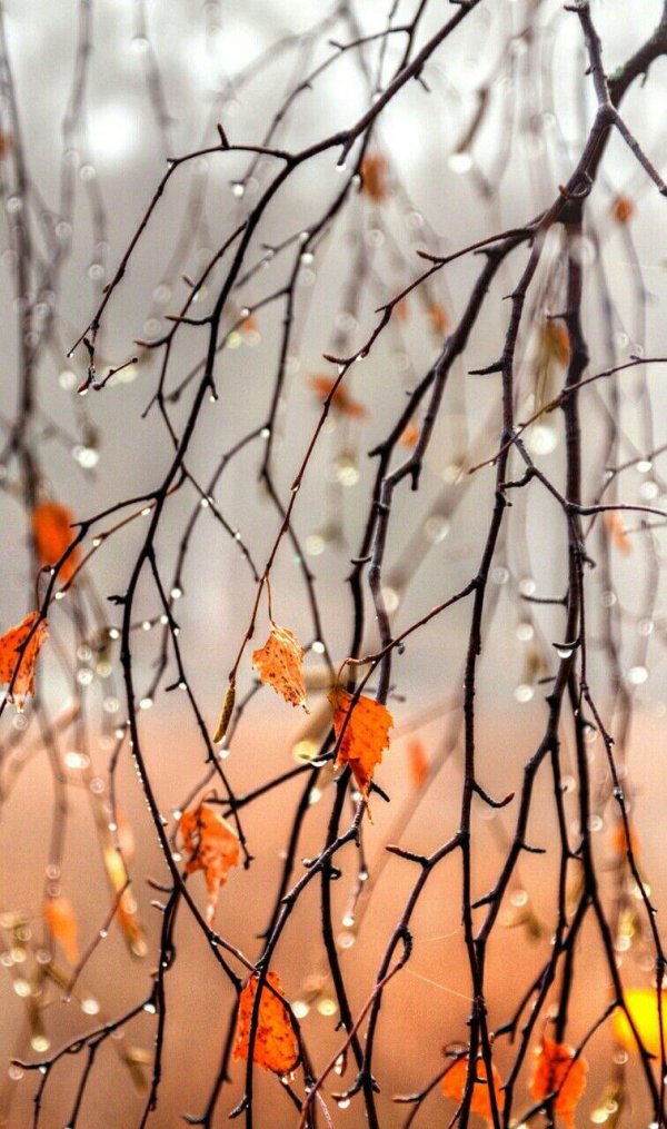 Поздняя осень