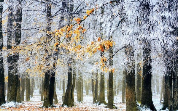 Поздняя осень