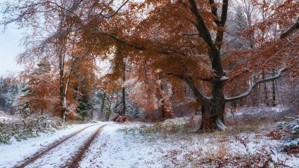 Поздняя осень