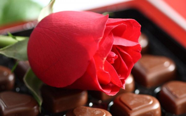 шоколадная конфета