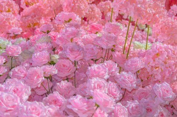 роза розовая