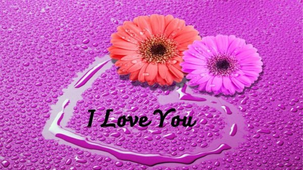 цветок гербера