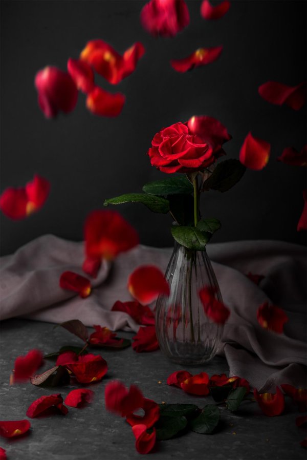 лепестки роз