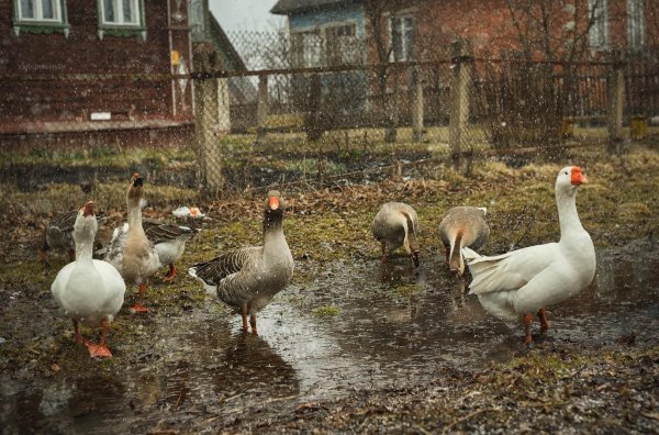 С гусями