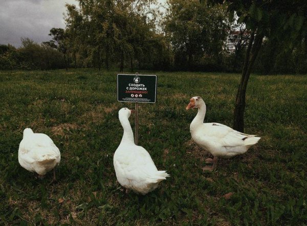 С гусями