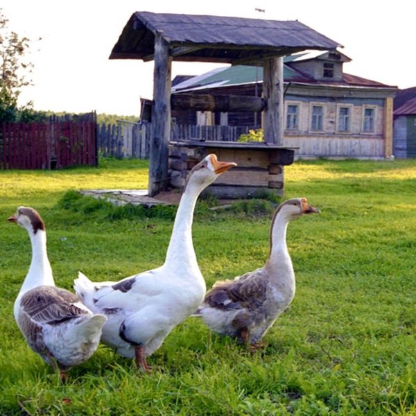 С гусями