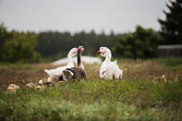 С гусями