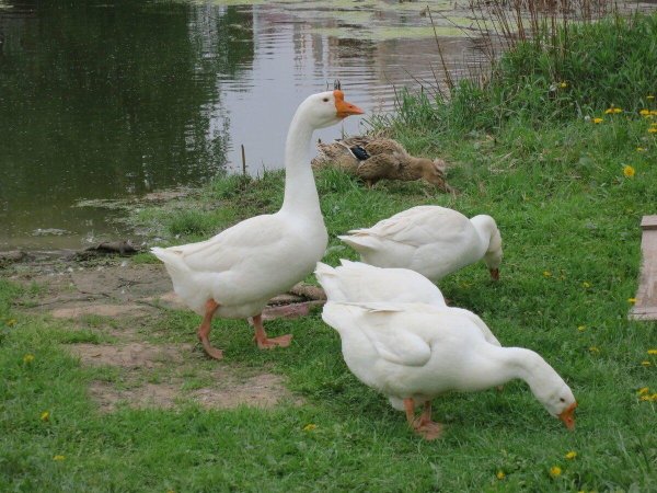 С гусями