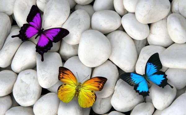 Всякие разные