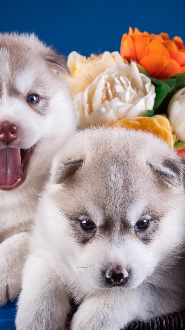 Всякие разные