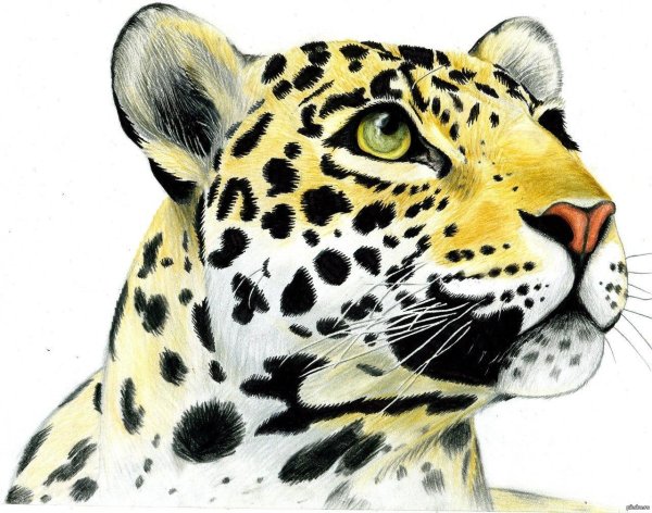 Животных цветные