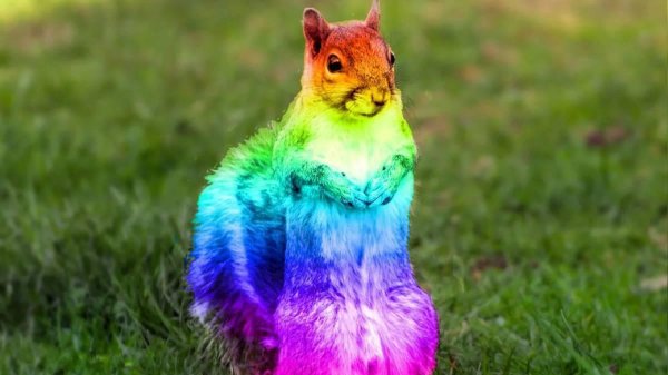 Животных цветные