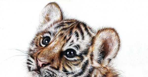 Животных цветные