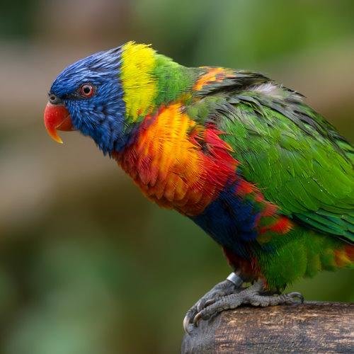 Животных цветные