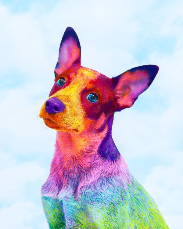 Животных цветные