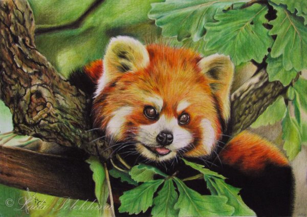 Животных цветные