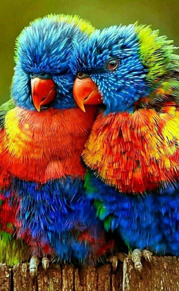 Животных цветные