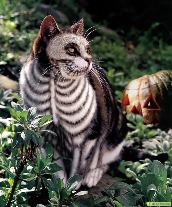 Необычные новые