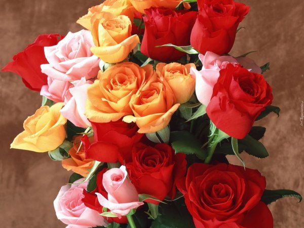 цветы шикарные