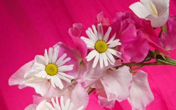 ромашка цветки