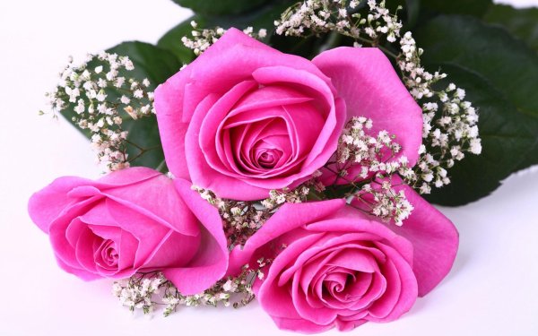 шикарные цветы