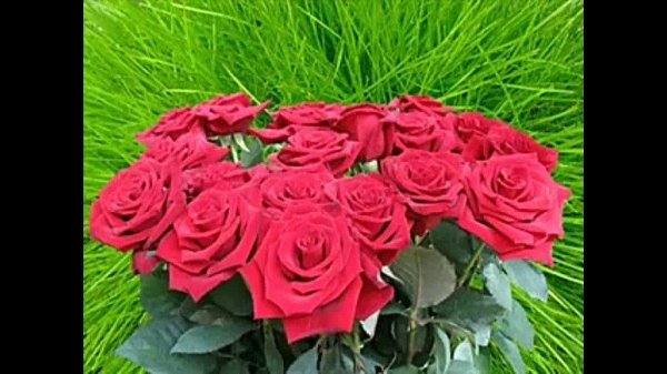 розы красивые букеты