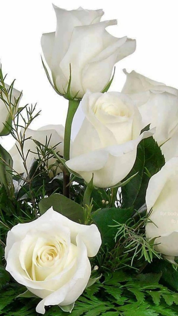 белыe poзы
