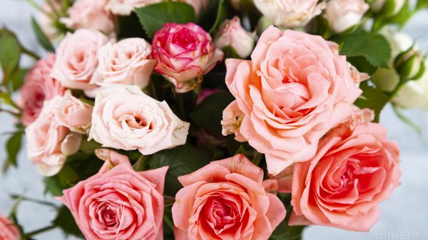 роза пинк экспрешион