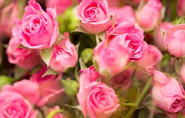 роза кустовая аврора