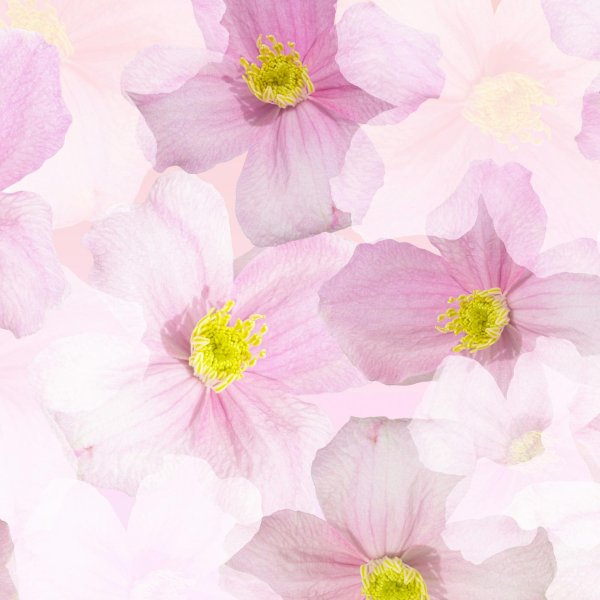 клематис горный элизабет