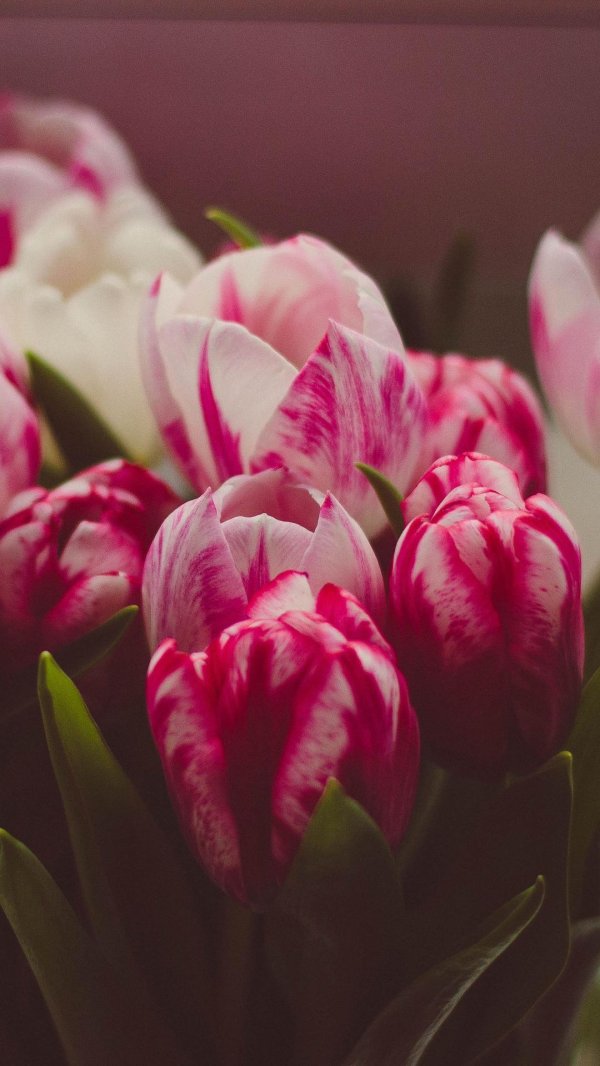 Тюльпаны вертикальные