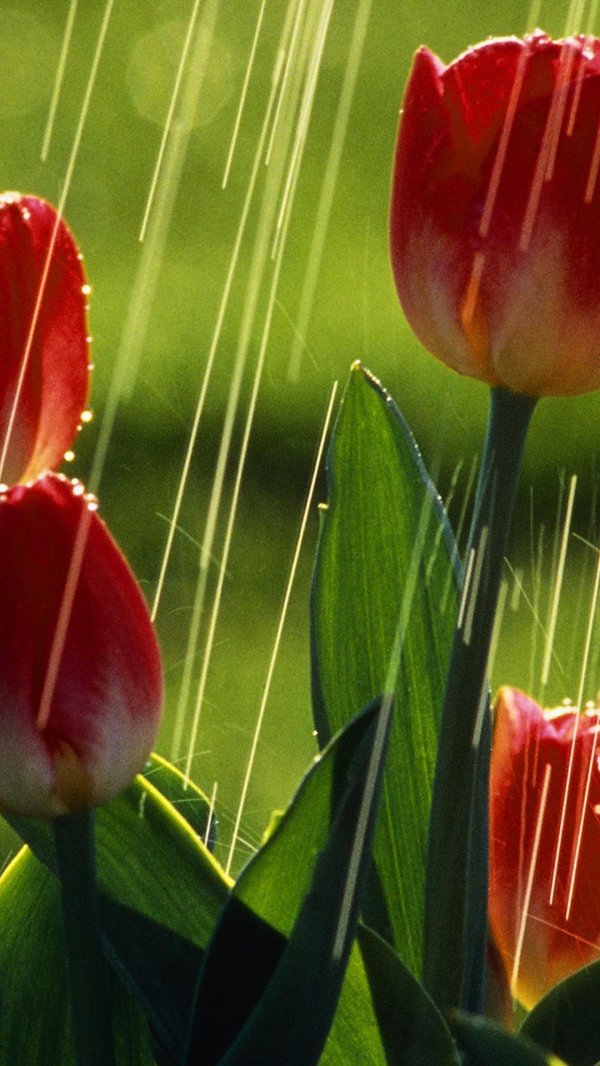 Тюльпаны вертикальные