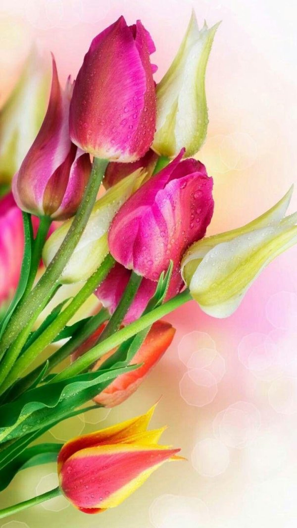 Тюльпаны вертикальные