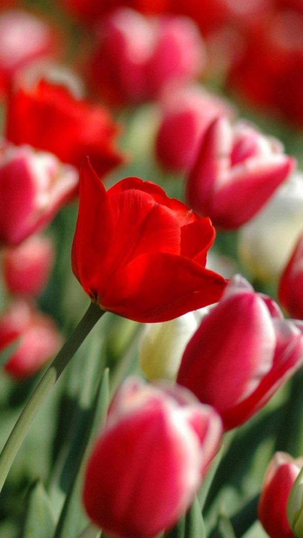 Тюльпаны вертикальные
