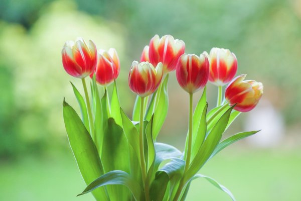Тюльпаны вертикальные
