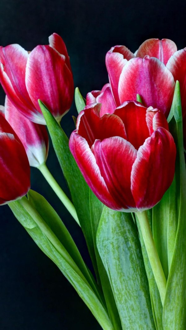 Тюльпаны вертикальные