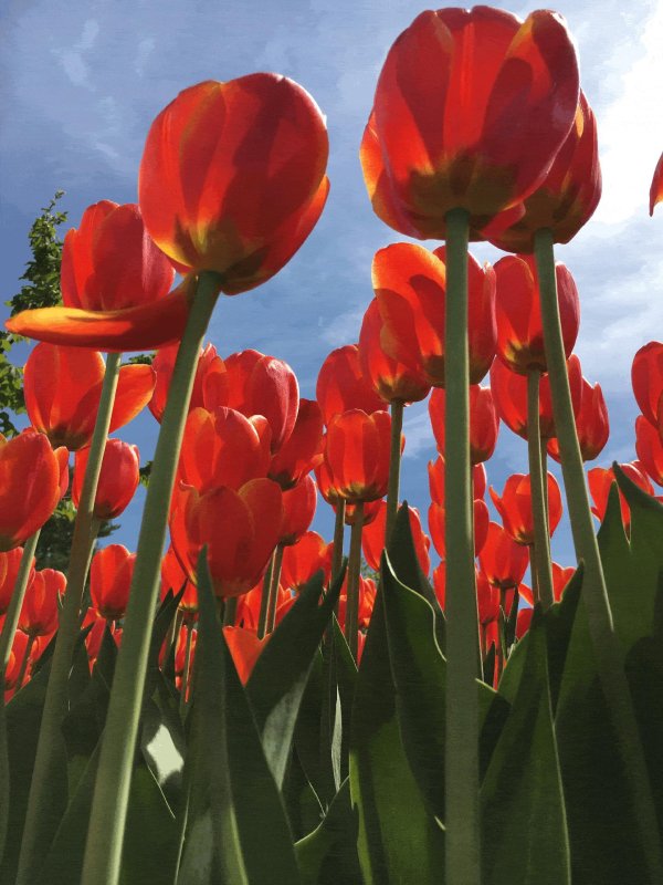 Тюльпаны вертикальные