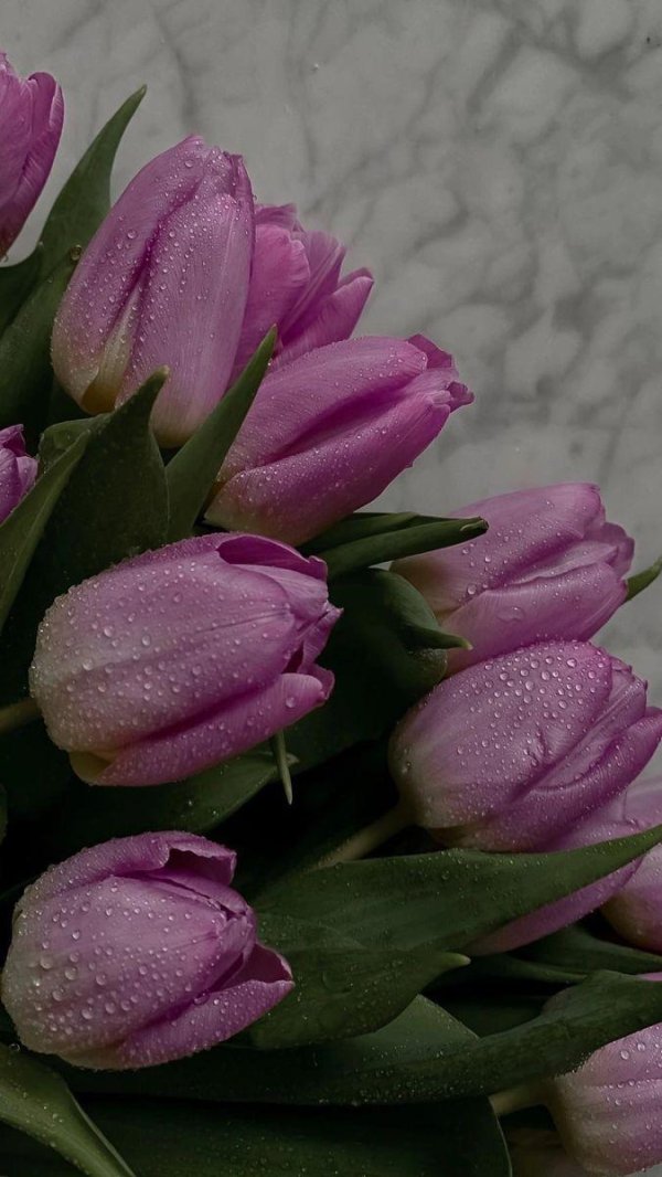 Тюльпаны вертикальные