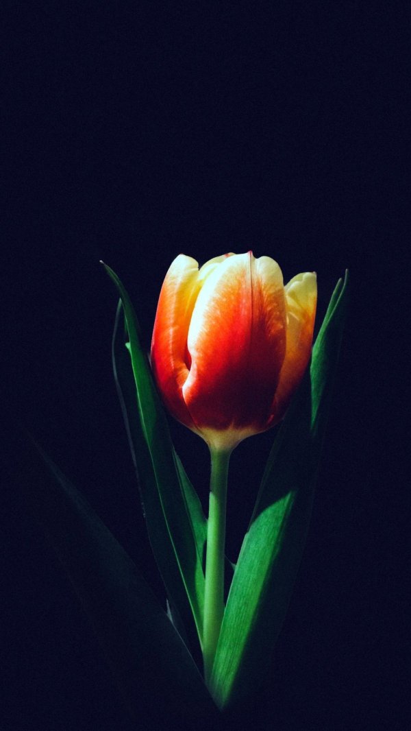 Тюльпаны вертикальные