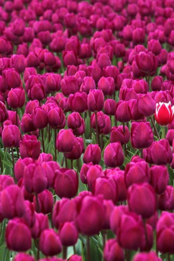 Тюльпаны вертикальные