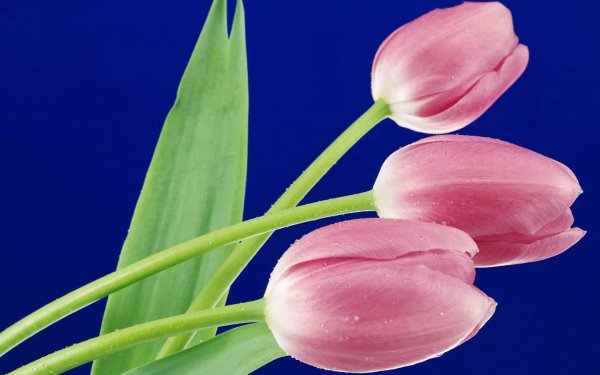 Тюльпаны вертикальные