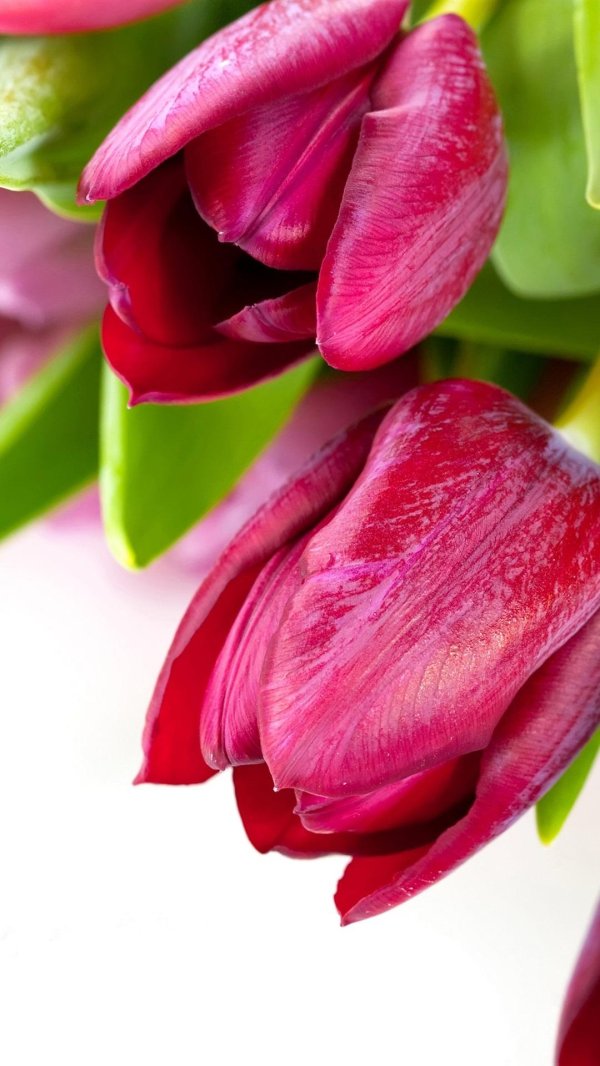 Тюльпаны вертикальные