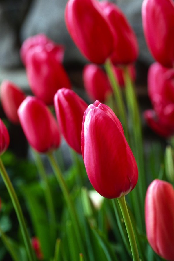 Тюльпаны вертикальные