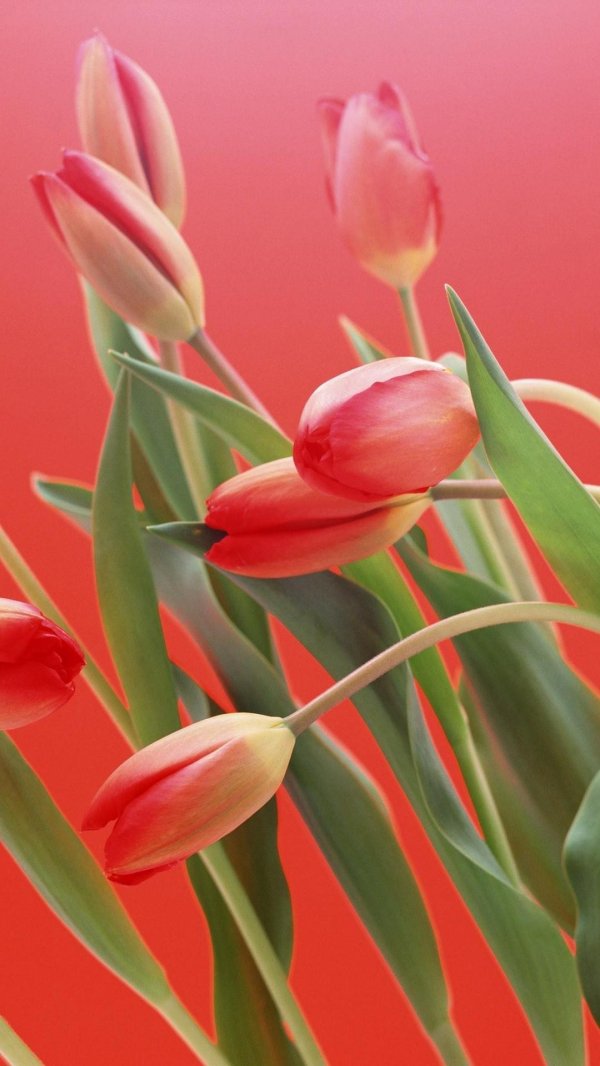 Тюльпаны вертикальные