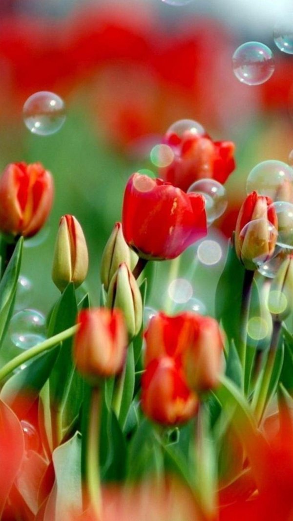 Тюльпаны вертикальные