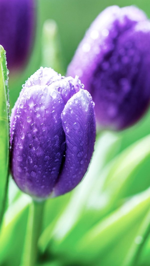 Тюльпаны вертикальные