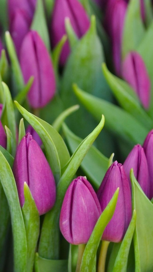 Тюльпаны вертикальные