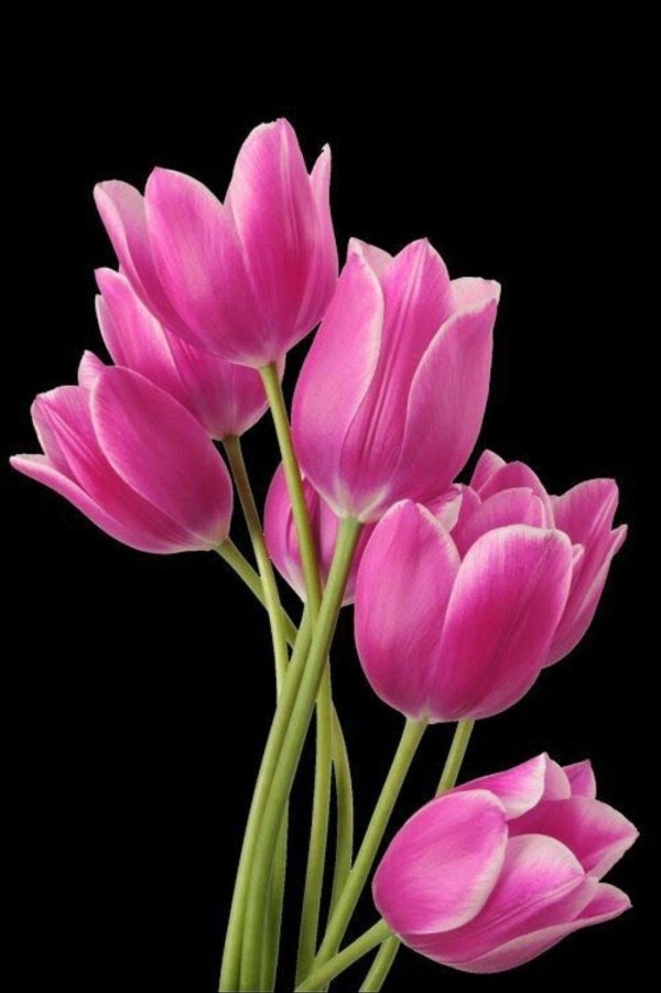 Тюльпаны вертикальные