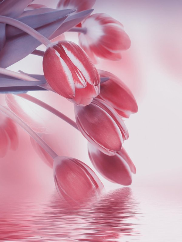 Тюльпаны вертикальные